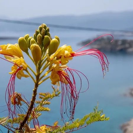Apartment Miracle View Agios Nikolaos (Crete)